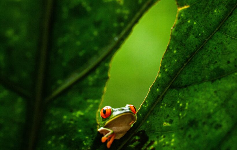 COSTA RICA PARAISO TROPICAL